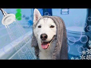 Husky Gets a Spa Day Bath and SHINES | Bath Time Challenge