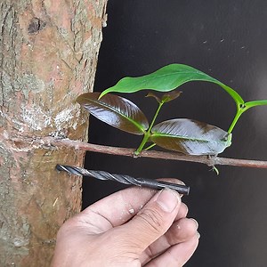 291K views · 2.3K reactions | Let's graft fruit tree scions using a drill | Easy and fast | Rana Craft | Facebook