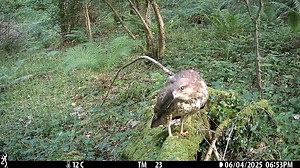 This buzzard stole the spotlight — striking a pose like it knew the camera was rolling. Incredibly photogenic, with a real knack for finding the lens! Our wildlife cameras capture amazing moments like this all the time. Want more? 📬 Sign up to our newsletter for all the latest: https://buff.ly/mhAt68U | Devon Wildlife Trust