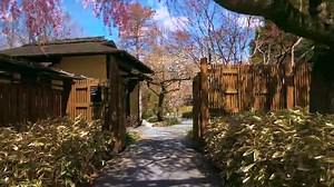 Japanese Garden Walk