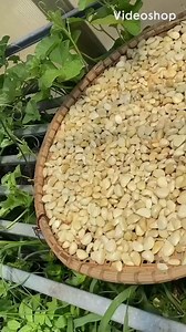 This is how we make Garlic powder It first starts by drying the garlic . Instead of using dehydrators, I use my polytunnels in the summertime. The use of fans inside also helps to expedite this , once dried, I could store them until powdering time . Since no harsh heat is used less of those garlic flavours are destroyed in the process. This is how I create awesome garlic powder and it all begins with the right first step. | Gateway Garlic Farms