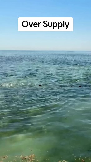 Exploring Strange Fish Finder in Minecraft