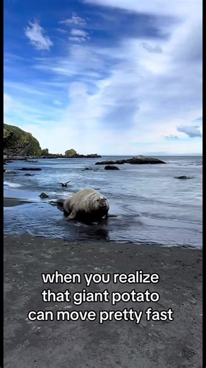 Cute Manatee Moments That Will Make You Smile