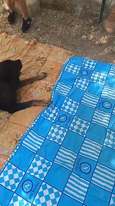 1.5K views · 93 reactions | HELP !! PUNTO RACCOLTA SOLO PER LE...