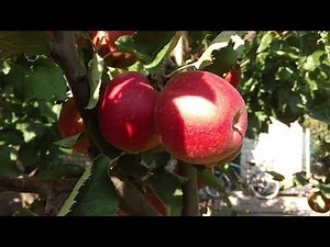 Jonagold Decosta apple tree. A favorite among fall varieties! Review and video from Maxi Garden n...