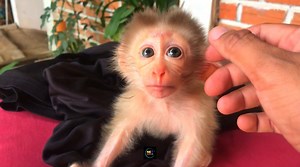 7.2K views · 104 reactions | Most ADORABLE Monkey And Cat Interaction Ever Caught On Camera! 殺 | Baby Monkey Life | Facebook