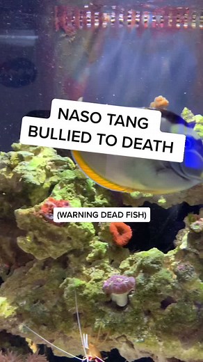 She was such a happy fish. Her favorite thing was seaweed. #fyp #foryou #coralreef #FreeFreeDance #fishtok #saltwater #nemo #pet #aquarium #fishy