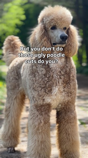 Abby 🤎🐩, Harry🧡🐩, Taffy🖤🐩, Charli 🦮 on Instagram: "Rest assured, keeping up with a poodle groom is neither cheap nor easy, so whatever their look is… it’s 100% intentional. Grooms on our poodles run the gamut. We’ve had full puppy show coats, MCCs, German-adjacent, sweetheart, kennel clips, and more. I’m not sure which “ugly” grooms people are referring to, but honestly? They all have their time and place. The dedication it takes to keep them maintained is no small thing, and the style sh