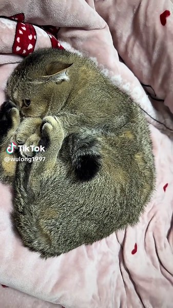 Heartwarming Cat Hugging for Forgiveness