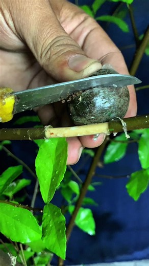 Simple Air Layering Techniques for Plant Enthusiasts