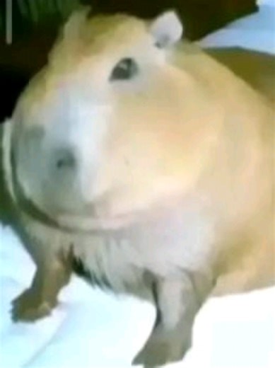 era lo único que sabía que subir xd ❌cats-dogs✅ dogs❌-cats✅#humor #cats #dogs