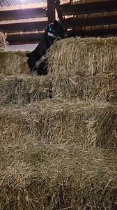 He's king of the hay bales! 🤣 I just absolutely LOVE my lil Rider! We have sooo much fun together! ♥️♥️♥️ | Alexandra Hollander