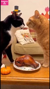 1.7M views · 26K reactions | Robo de pavo: Sorpresa de gatos Robo de pavo: Sorpresa de gatos Generated using Kling AI . . . (Sólo con fines de entretenimiento. Consulte a profesionales si se presentan orientaciones sobre actividades. Si se muestra alguna marca, no implica ninguna afiliación. Si se inspiran en hechos reales, pueden incluirse adaptaciones creativas. El contenido puede incluir imágenes públicas.) | Amo a los animales | Facebook