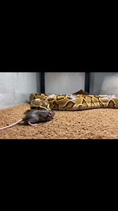 Burmese python live mouse feeding inside room setup | rare indoor snake hunting footage Warning: [Warning: Live Feeding Video] This content shows animals feeding naturally as part of nature. No harm, no encouragement of violence. Educational wildlife content. #burmesepython #pythonfeeding #livemousefeeding #snakefeeding #realwildlife #indoorsnakesetup #documentarystyle #reptilevideo #naturefeeding #viralwildlife | Frog Feeding