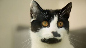 Cats' sense of hearing is incredible! Learn all about it from John Bradshaw, author of Cat Sense. | Cats Protection