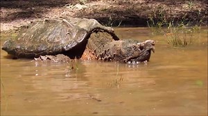 Watch this bare-handed alligator snapping turtle catch! | Clarion Ledger