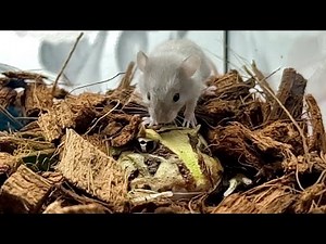 WARNING LIVE FEEDING!! The ambushed frog couldn't stand it.