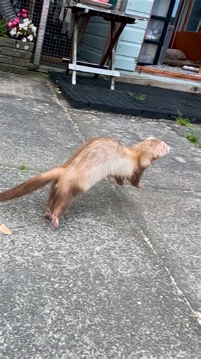 My Ferrets Making a Break for Freedom!