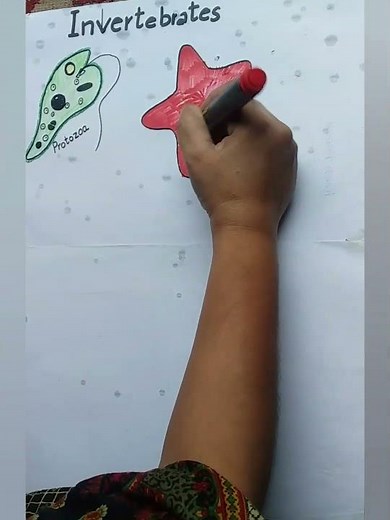 How to draw invertebrates/#easy #invertebrate #drawing/#science #diagram/Haa-Meem 4science