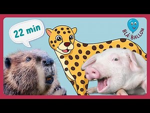 Bæver. Gepard. Gris. Samling af tre sjove og lærerige film for børn om dyr fra Blå Ballon.