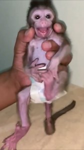 Impatient baby monkey drinking too quickly➡️Video Please check here : https://www.monkeywild.info/blog/omg-im-choking-😱😱-small-baby-monkey-is-so-impatient/ | Adorable Mnkey