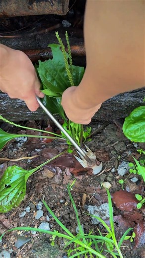 🌱🌿 Removing Plant Roots with a Manual Leverage Tool #shorts