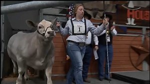 RodeoHouston Steer Auction goes online