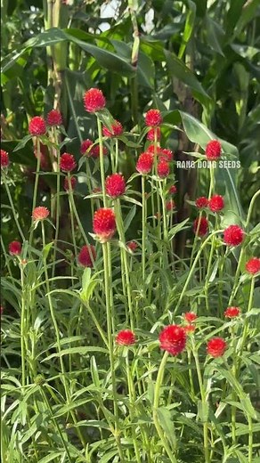 How to grow Gomphrena globosa simply