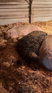 Piggy pile 🐽🐽🐽🐽🐽🐽🐽🐽 | Alaska Potbelly Pig Rescue Inc.