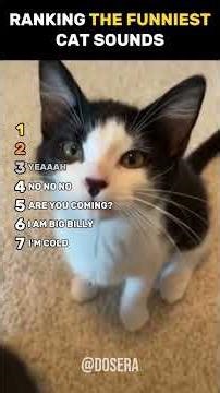 TOP 7 CAT SOUNDS #animals #cat #cute #funny #shorts