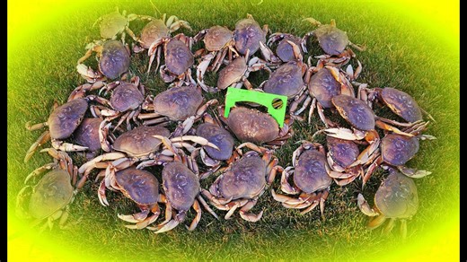 I discovered pier crabbing secrets 🦀