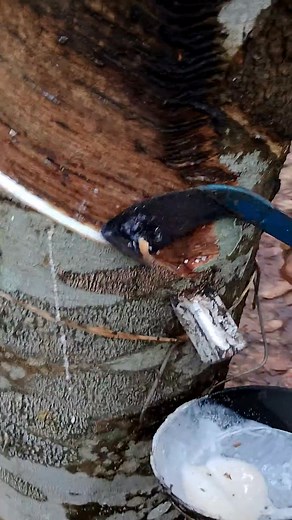 Rubber tapping rubberfarming rubbertree. #rubberfarming #rubberplant #reelsviralvideofyp #reelfypfyp #fbreelsfypシviralシ | A Tips & tools