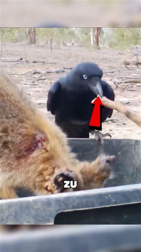 A kangaroo and unexpected help from nature #animals #shorts