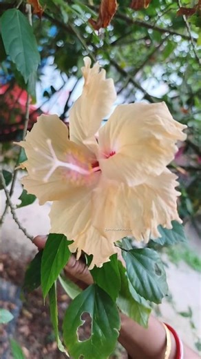 Tropical Paradise in My Garden! 🌺✨ | SM Nature & Flower Vlogs #Shorts