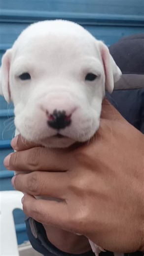 Visita de Paúl y su Dogo Argentino
