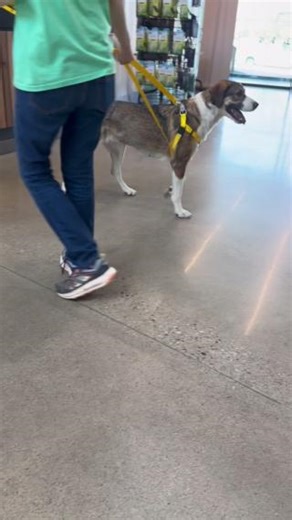 Daisy has found her forever home... - Calgary Humane Society