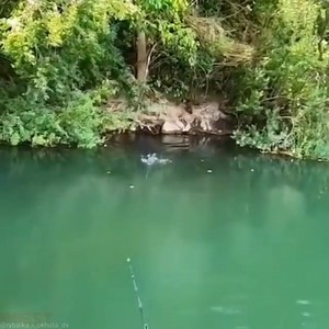 190K views · 400 reactions | Literal man eating fish! , 35% off...