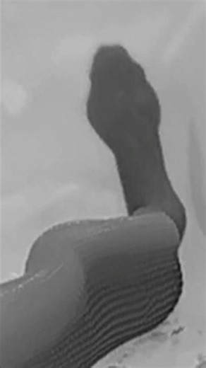 Snake Eating a Rat #snake #python #rat