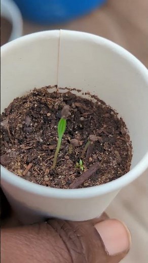 Should You Buy or Grow your own Colorado Blue Spruce from seed EP1