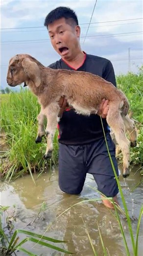 Cute Goat Rescue in the Wild 🐐🌿#survival #goat #cuteanimals #wildlife #nature