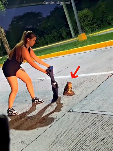 She Saved an Injured Owl 🦉