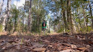 46 reactions | Exploring in the Green Swamp Wilderness Preserve #floridatrailblazer #hikingadventures #vlogging #floridahiking #outdoors #exploreflorida #youtube #nature #hiking #wildflorida #trails #oldflorida | Florida Trailblazer | Facebook