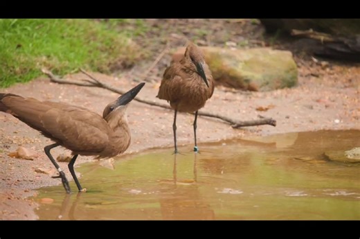 The Hamerkop. A small stock-like bird that builds one of the largest nest of any individual bird... 1.5m - 2m wide #african #savanna #wildlife