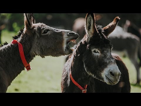 Answers to common donkey behaviour problems | The Donkey Sanctuary Webinars