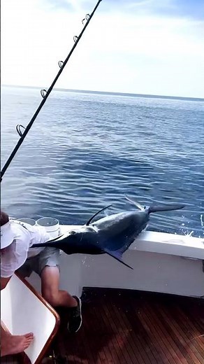 "The Samurai of the Sea – Meet the Swordfish!"||Amazing Facts||Top Facts||Factertain7||