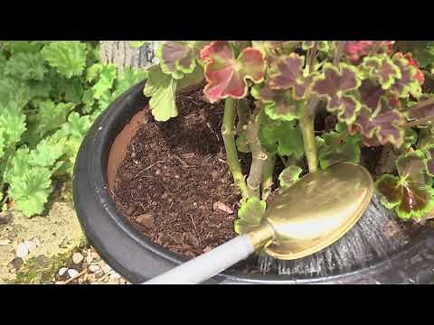 Controlling vine weevil