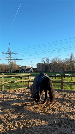 Da fehlen mir die Worte…#stallalltag #horse #springpferd #stutenpower