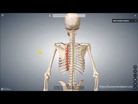 M. levatores costarum