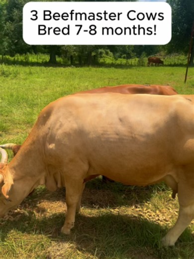 3 Beefmaster horned type cows that are 5 years old, and bred 7-8 months. They’ve been completely worked, ready to calve, and ready to roll! Price: $3,650/each FREE 10 miles of shipping per cow purchased! 903-388-4472 NEW OFFICE NUMBER! 903-999-COWS. Listen to the menu prompts! Para español, numero dos. Vaccinations/deworming includes: 6 5 virus shield, Calvary nine, MultiMin, Safeguard drench wormer, Ivermectin, and Brute fly spray. 🐮 Rutherford Land and Cattle, LLC is a Brick-and-Mortar entity