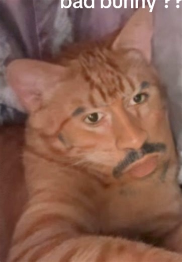 #badbunny #cat | bad bunny